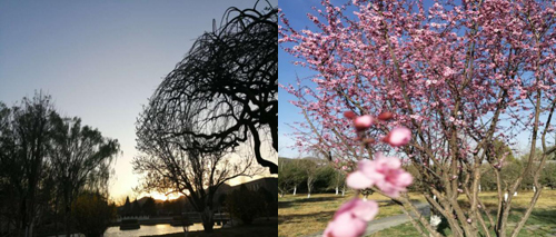 院中的夕阳、春天的花让我们感受到集体的温暖